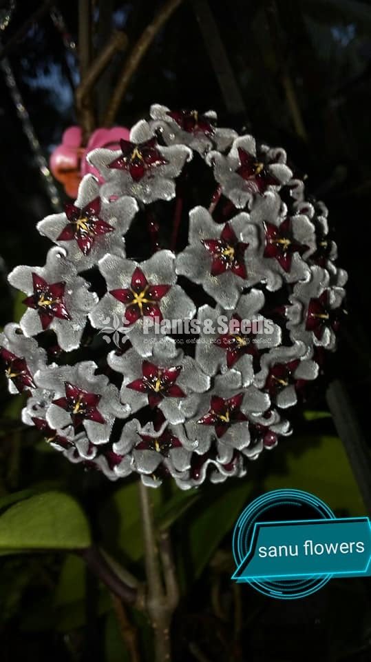 Hoya Plants