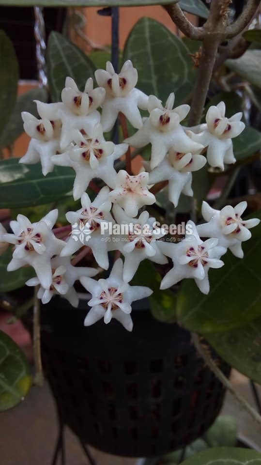 Hoya Plants