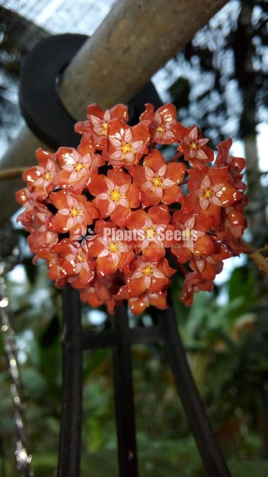 Hoya Plants