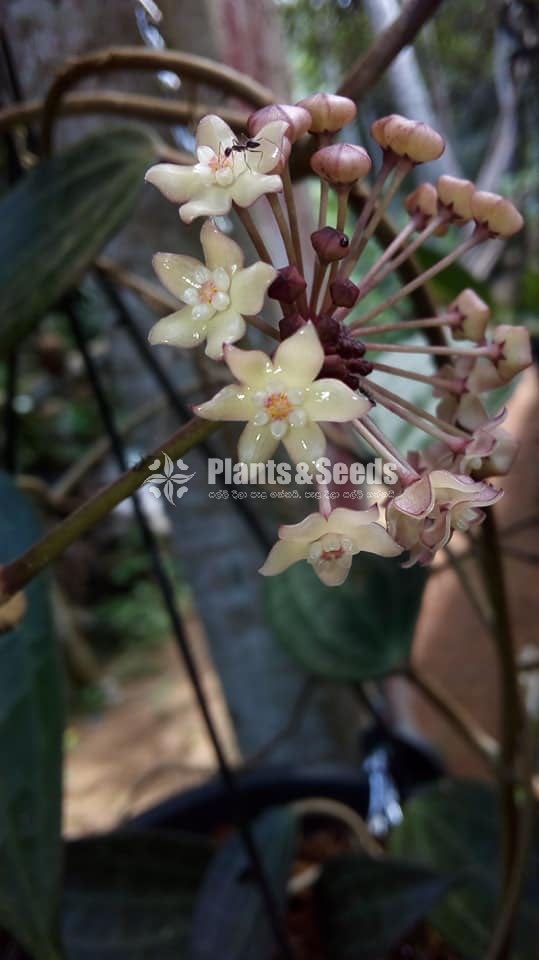 Hoya Plants