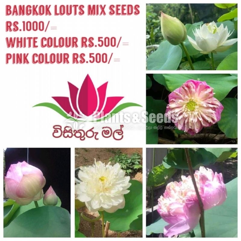 Bankok Lotus Seeds