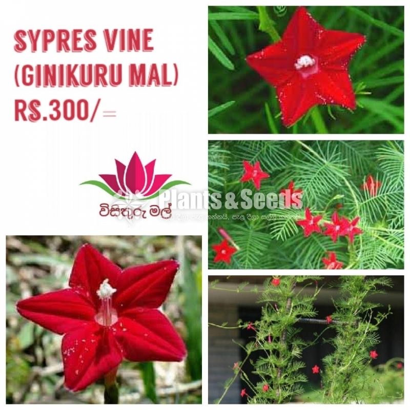  Sypres Vine(Ginikuru Mal) Seeds