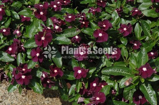 Vinca Jams and Blackberry Flowers