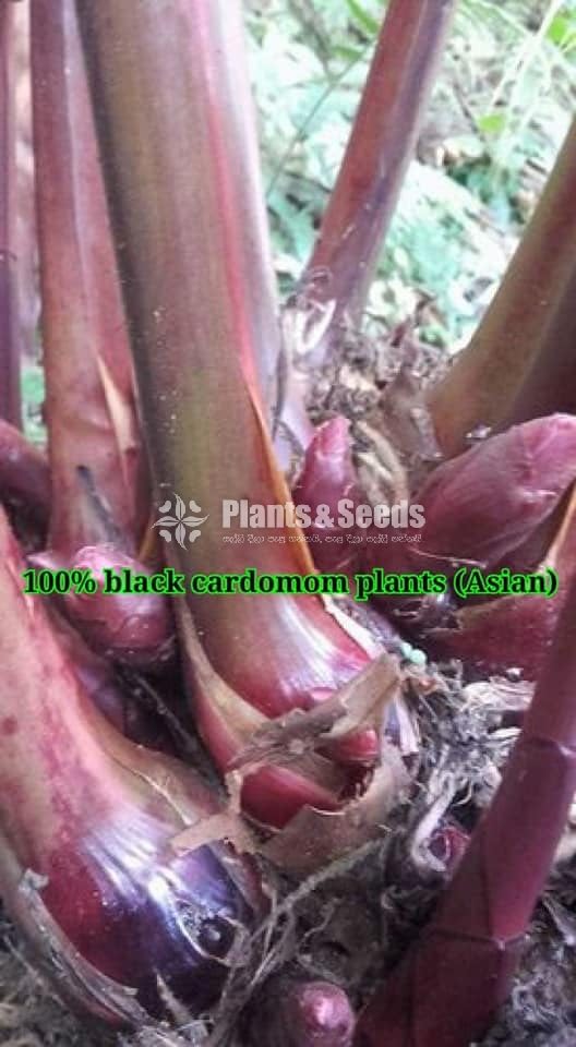 වසුක්කා හා කළු එනසාල් (Black Cardomom)