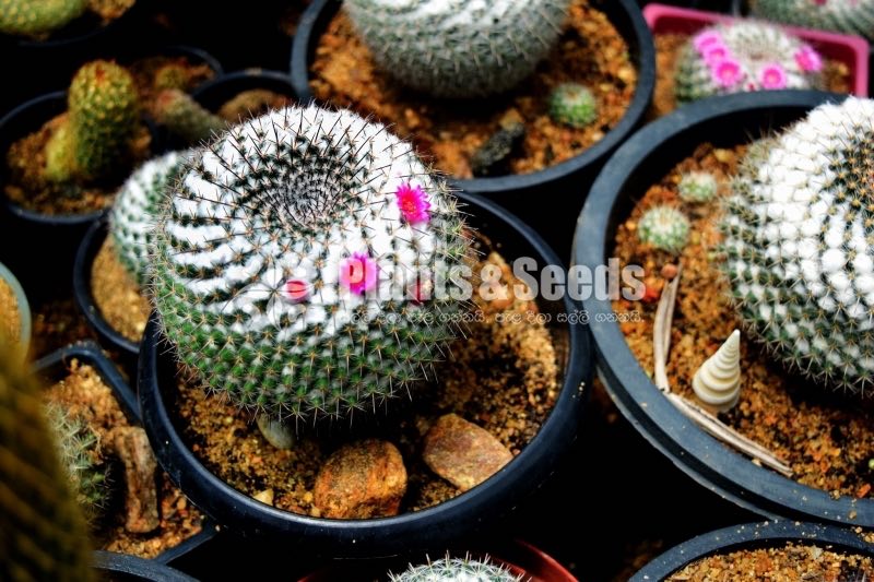 Cactus Collection