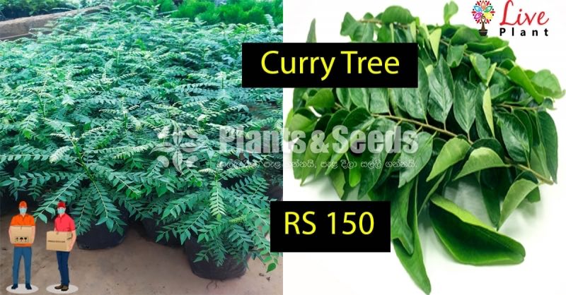 Curry Tree