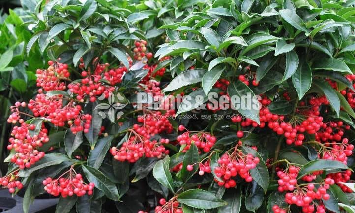 Ardisia Plant