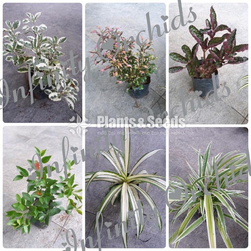 Outdoor Plants