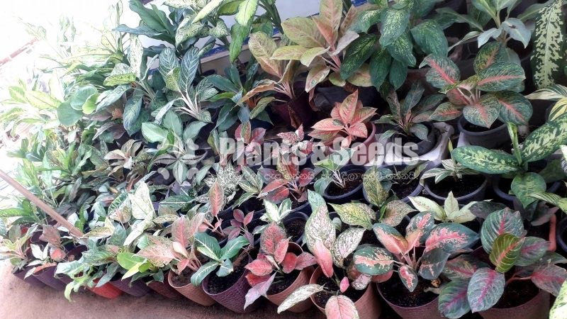 Aglaonema Outdoor Plants