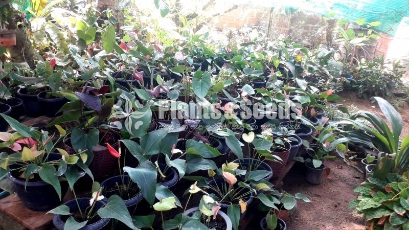 Aglaonema Outdoor Plants