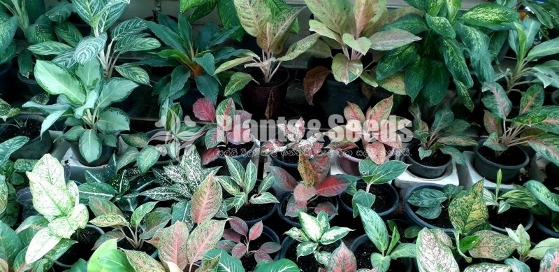 Aglaonema Outdoor Plants