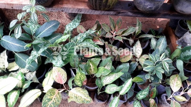 Aglaonema Outdoor Plants