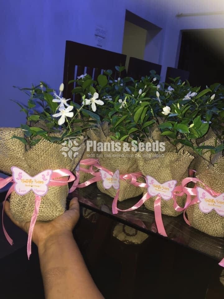 Gift Plants