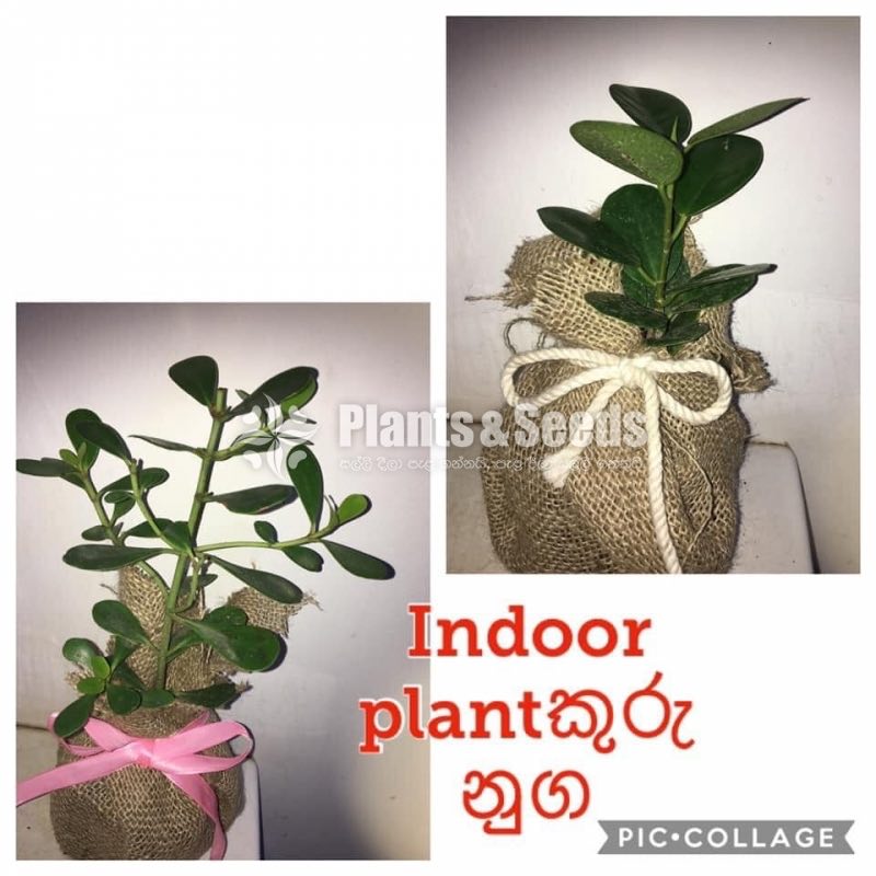 Gift Plants