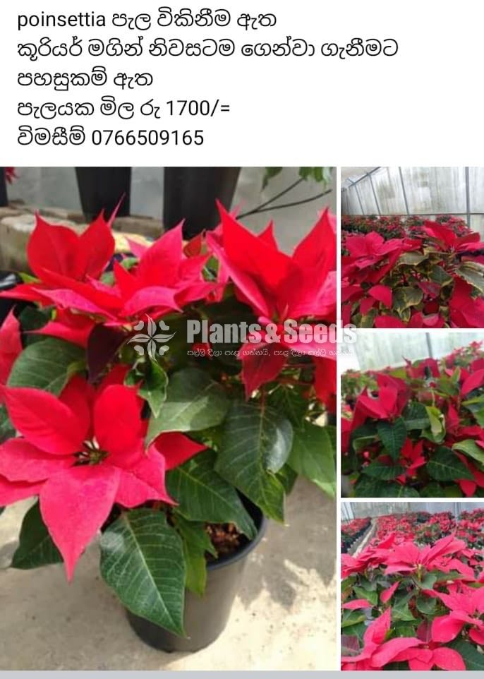 Poinsettia