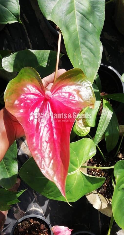 Anthurium bi colour