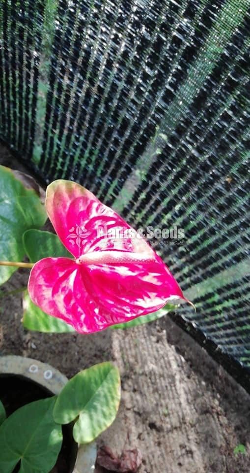 Anthurium bi colour