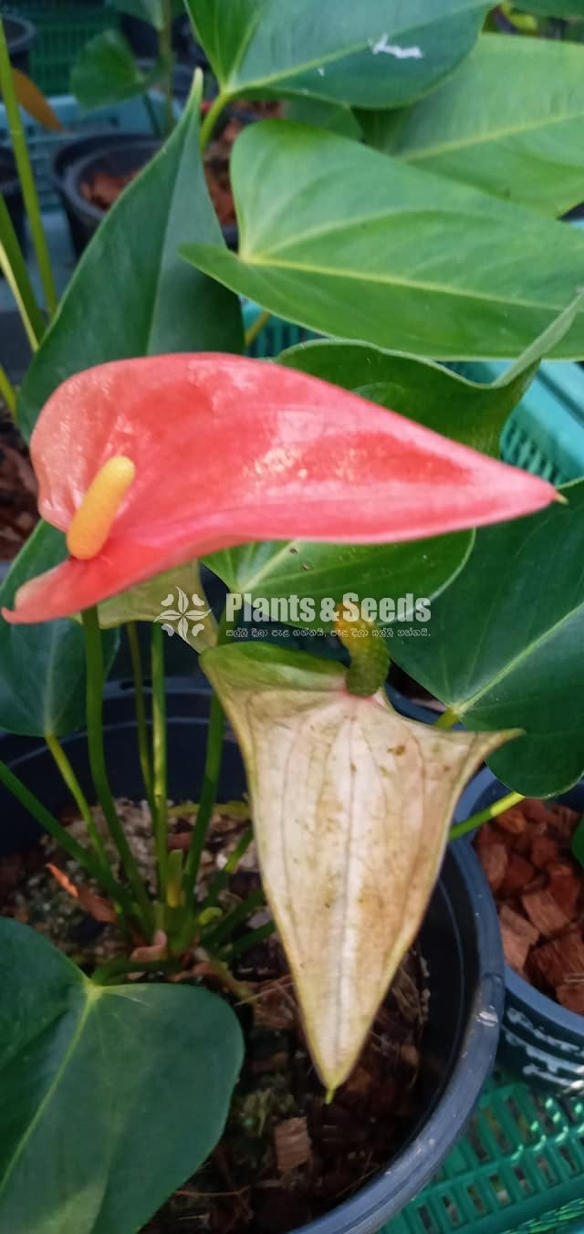 Anthurium