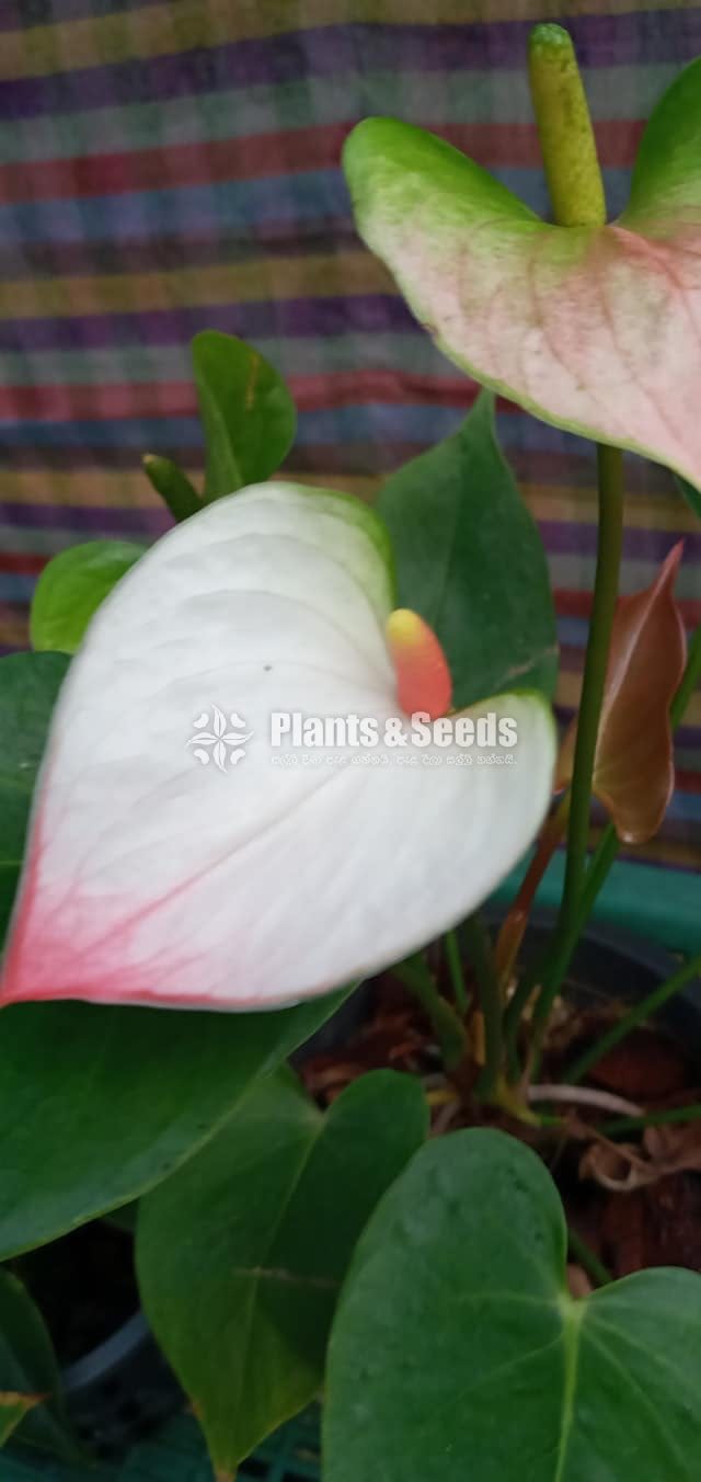 Anthurium