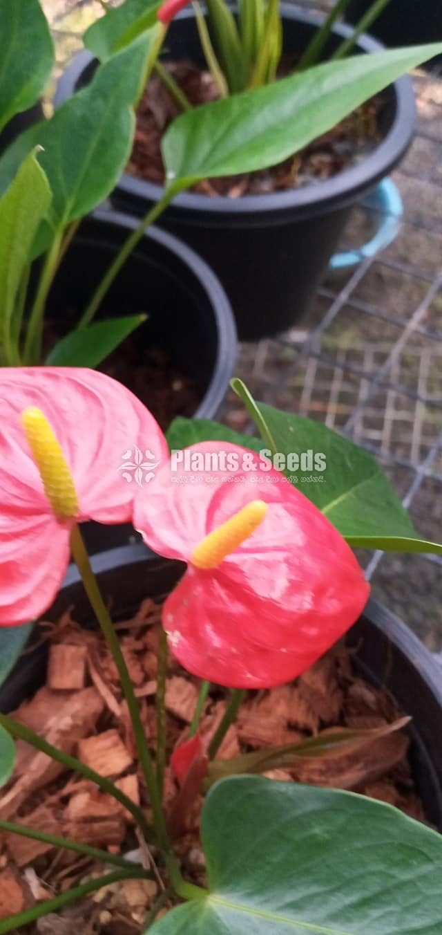 Anthurium