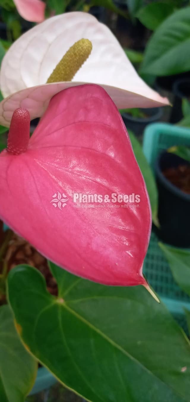 Anthurium