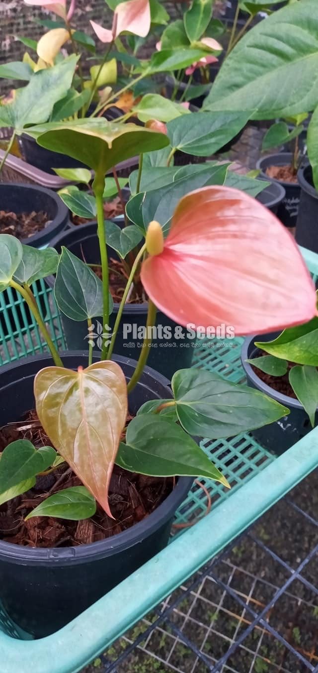 Anthurium