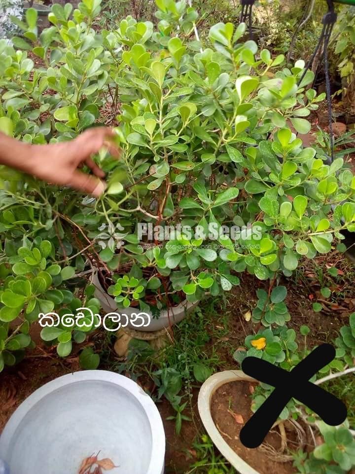 Kadolana Pela (For Bonsai)