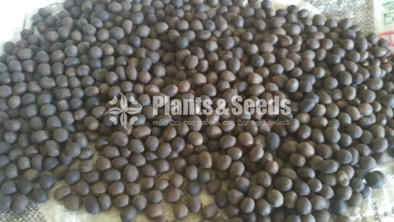 Nelum Seeds