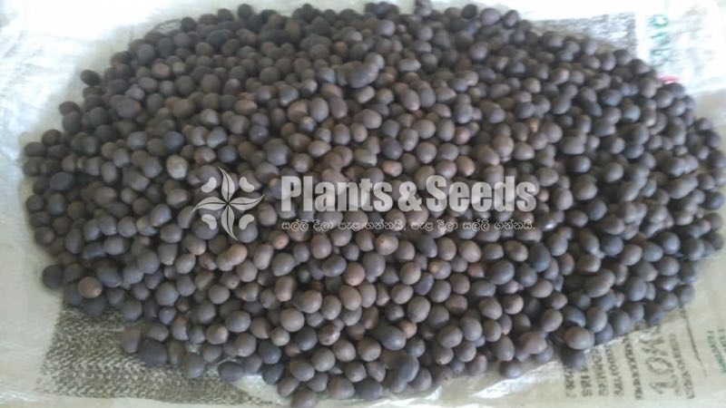 Nelum Seeds