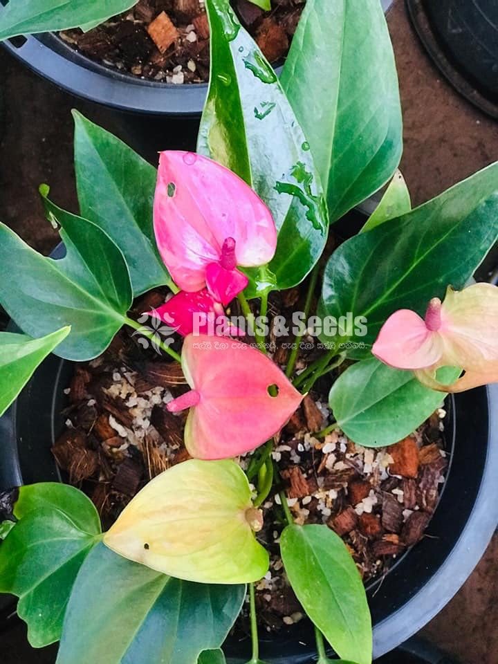 Cirano Anthurium