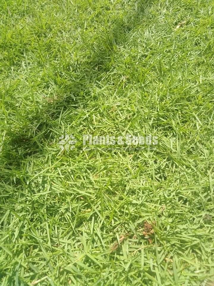 Australian Grass