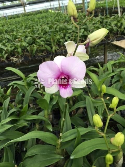 Thailand Dendrobium Orchids