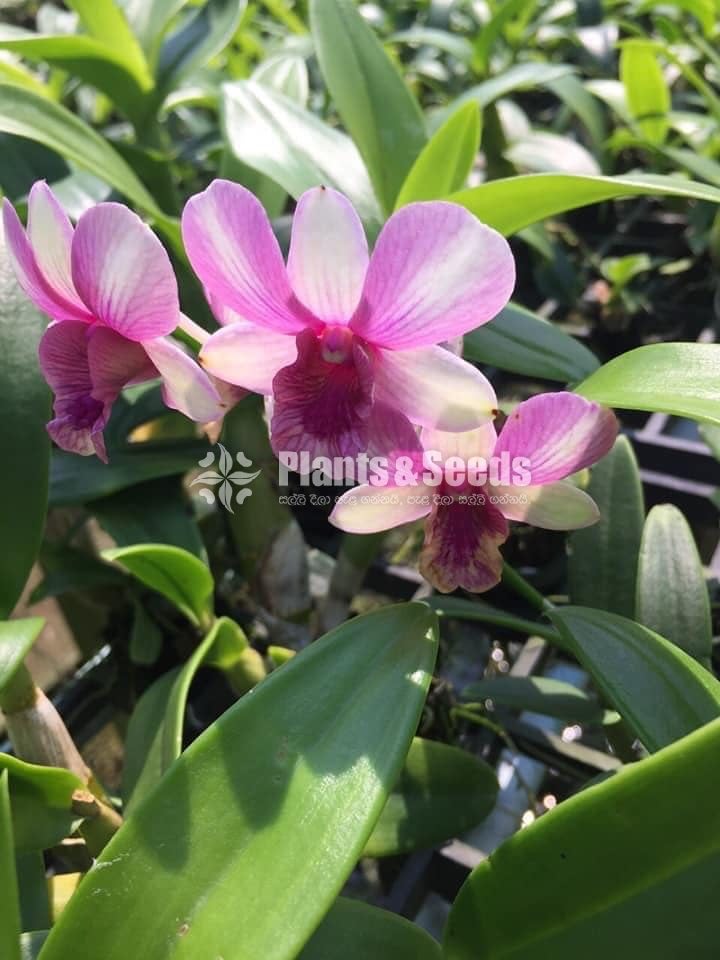 Thailand Dendrobium Orchids