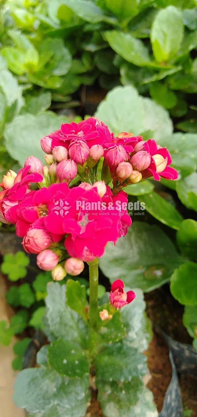 Kalanchoe(Kalanchi)