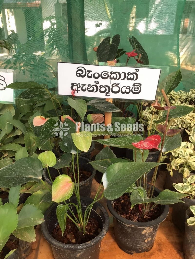 Bankok Anthurium