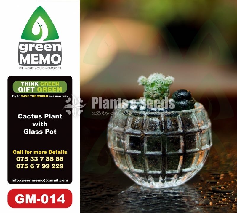 Cactus Plant with Glass Pot