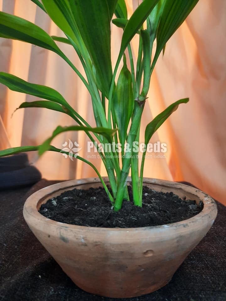 Sandriyana Gold (Lucky Bamboo)