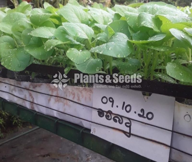 Wambatu,Miris,Thakkali,Malumiris Plants