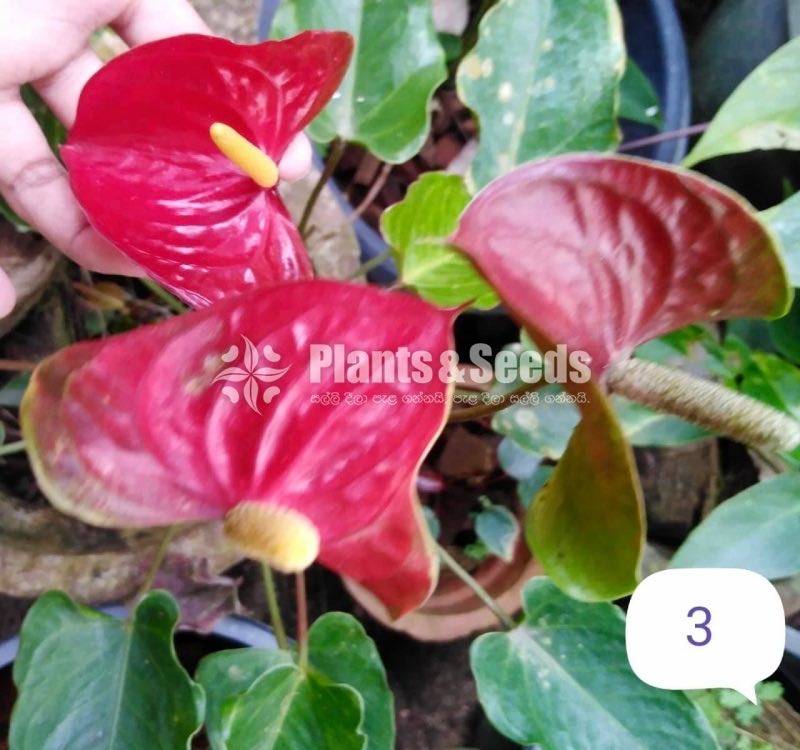 Anthurium 