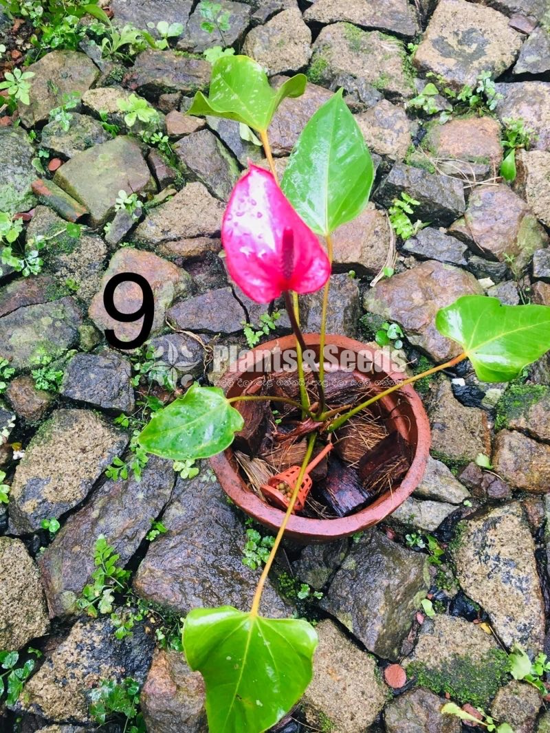 Anthurium 