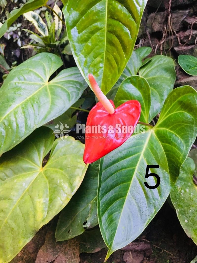 Anthurium 