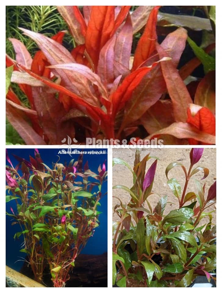 Aqua Plants