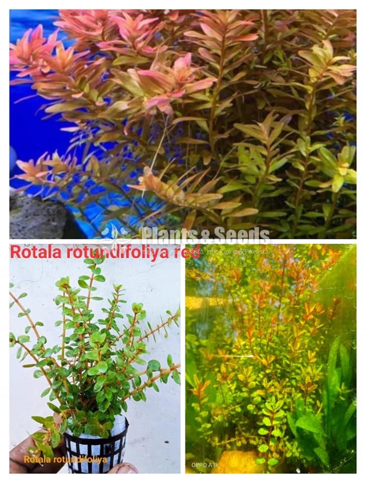 Aqua Plants