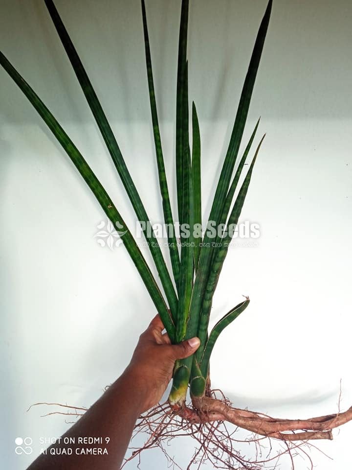 Sansevieria cylindrica starfish 