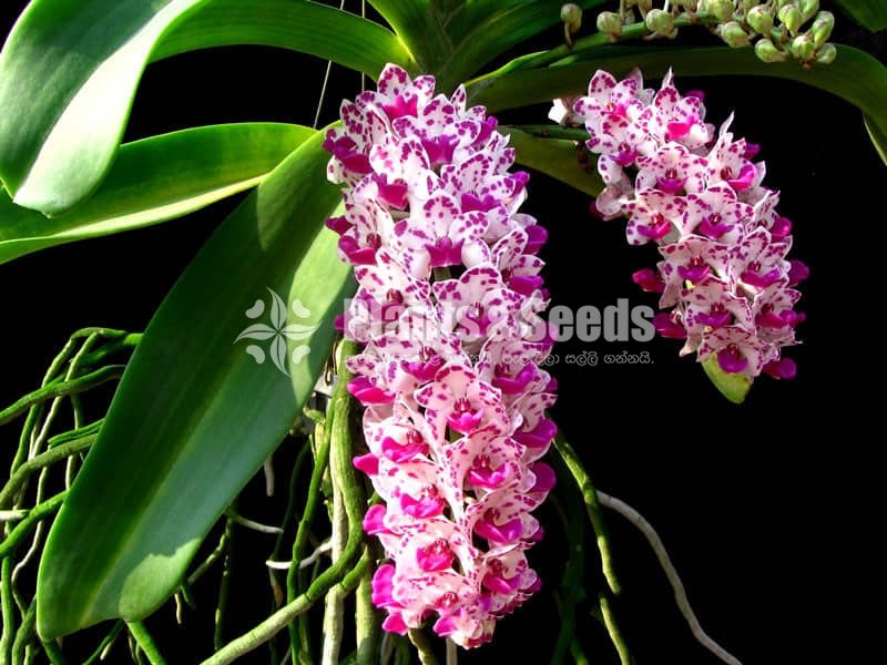 Rhynchostylis gigantea 