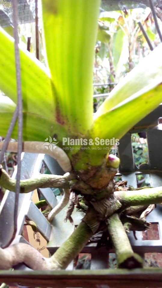 Rhynchostylis gigantea 