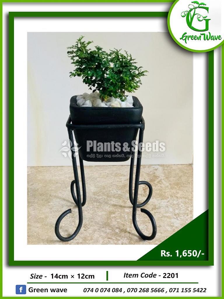 Plant Rack with Plants