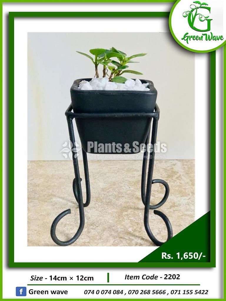 Plant Rack with Plants