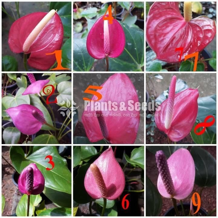 Lady Jane Anthurium