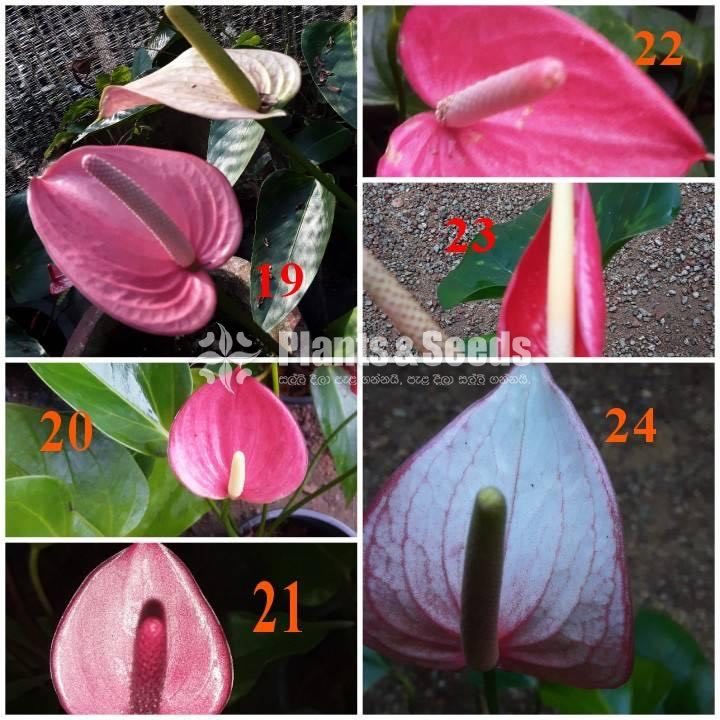 Lady Jane Anthurium